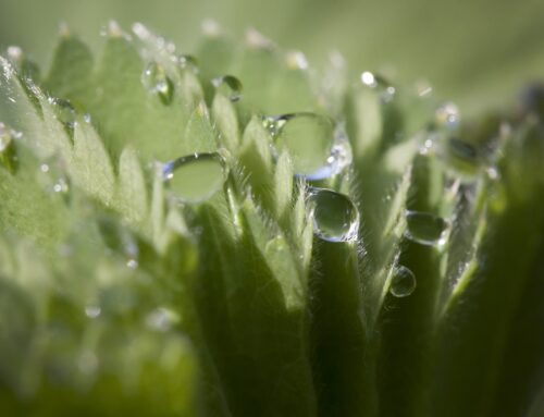 Alchemilla vulgaris