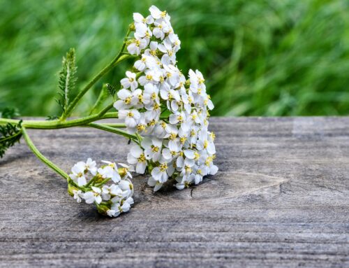 Achillea millefolium